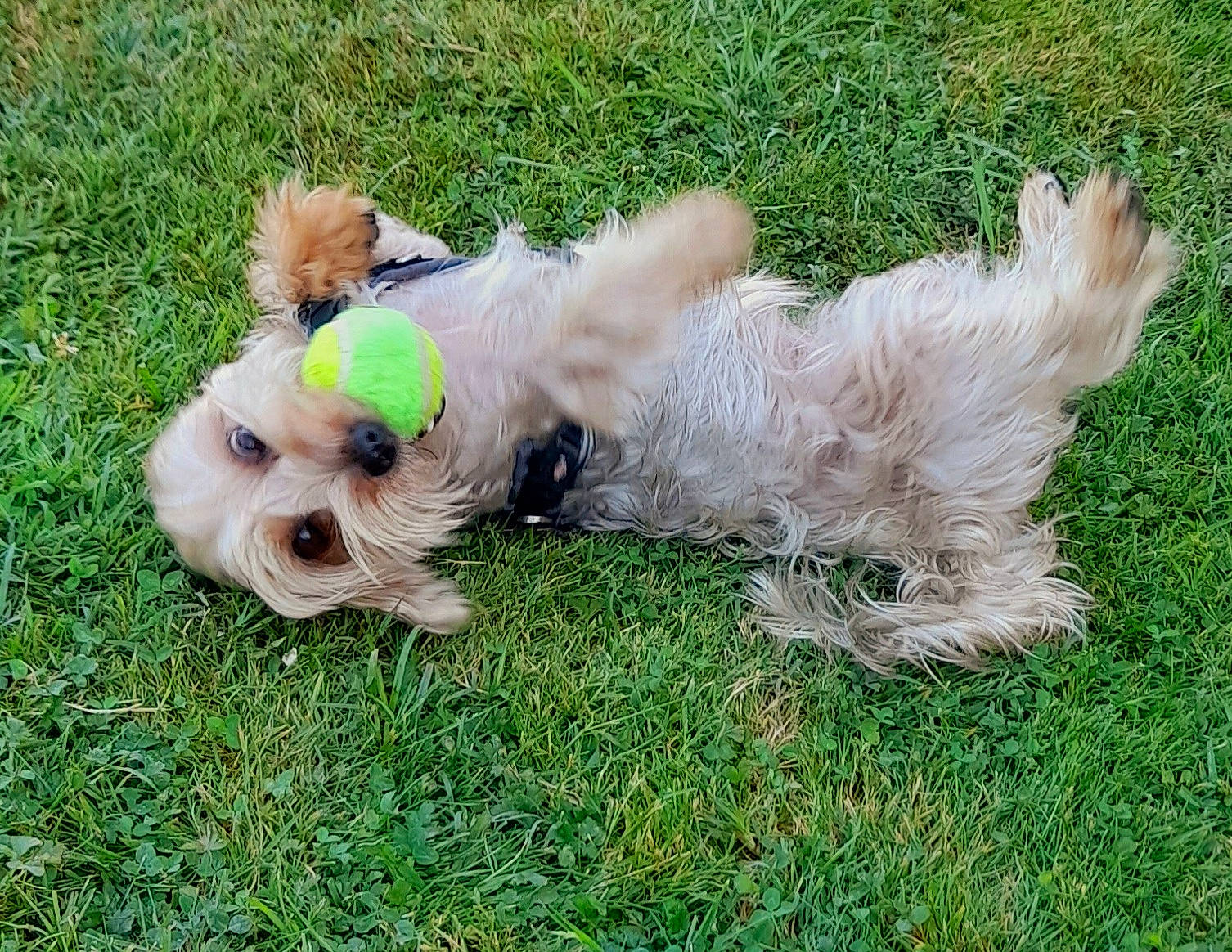 Chanel participe au concours pour gagner de l'argent avec cette photo : canidae, carnivore, collar, companion_dog, dog, dog_breed, dog_clothes, dog_collar, dog_supply, fawn, grass, plant, puppy_love, small_terrier, snout, sporting_group, terrier, toy, toy_dog, working_animal