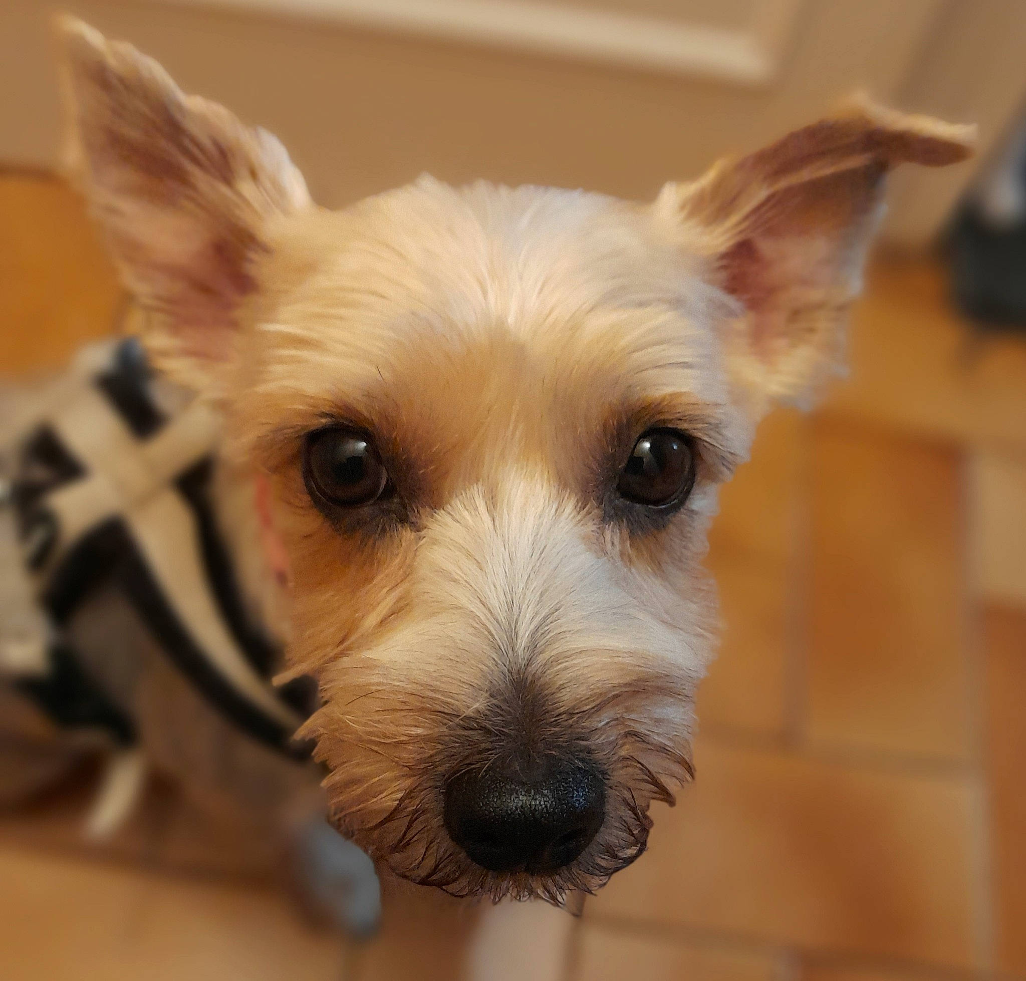 Chanel participe au concours pour gagner de l'argent avec cette photo : biewer_terrier, canidae, carnivore, collar, companion_dog, dog, dog_breed, dog_supply, ear, fawn, fur, non_sporting_group, small_terrier, snout, sporting_group, terrestrial_animal, terrier, toy_dog, whiskers, working_animal