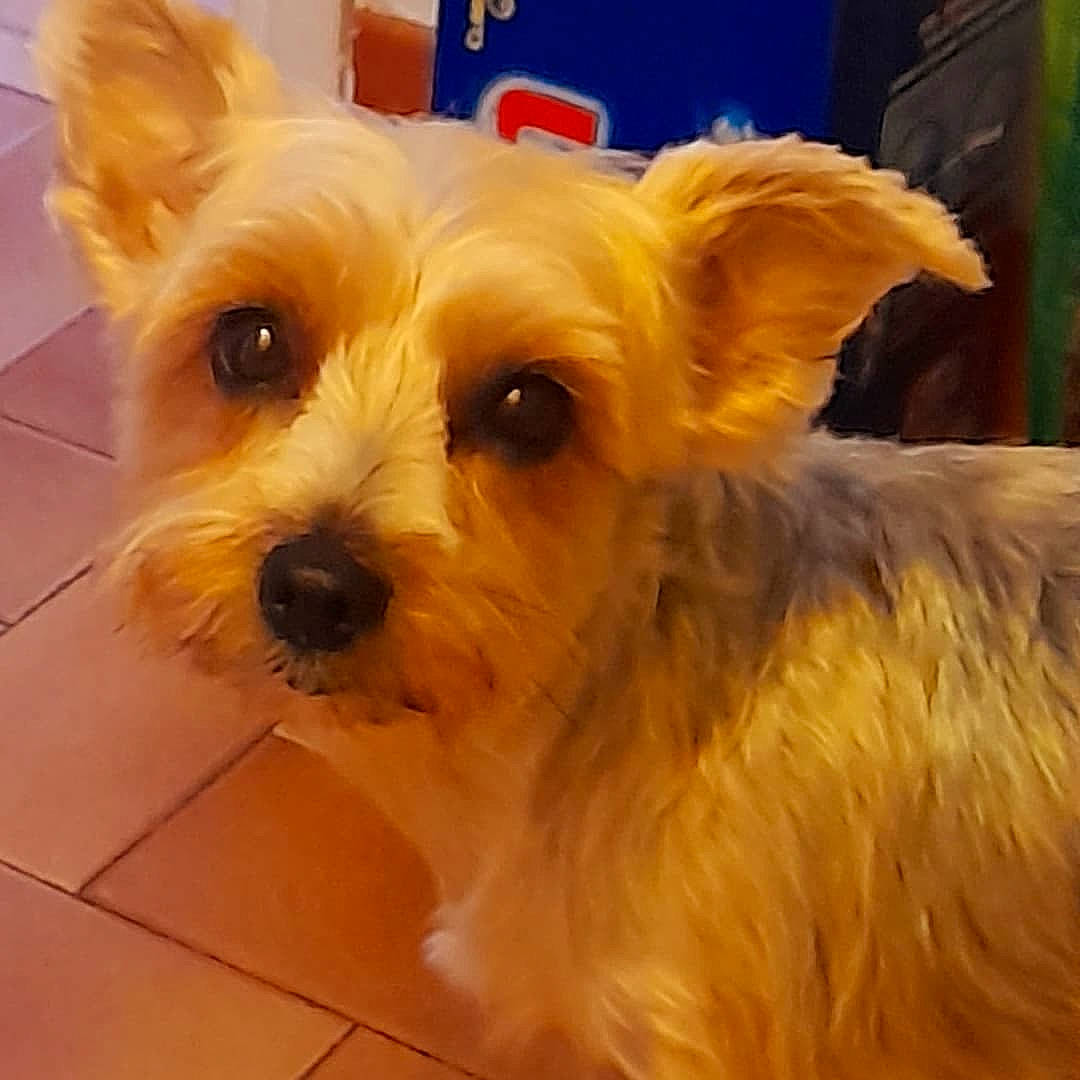 Chanel a rejoint le concours — aidez-le/la à gagner de superbes lots ! australian_terrier, biewer_terrier, canidae, carnivore, companion_dog, dog, dog_breed, dog_supply, fawn, flooring, fur, maltepoo, small_terrier, snout, sporting_group, terrier, tile_flooring, toy_dog, working_animal, yorkipoo