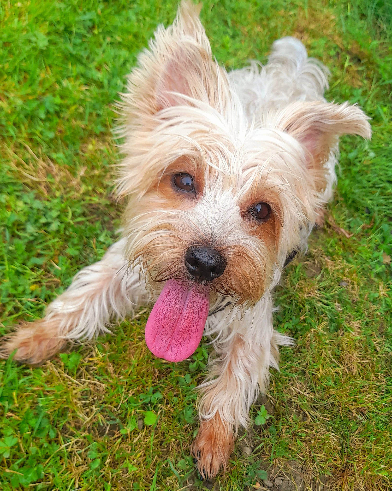 Chanel a rejoint le concours — aidez-le/la à gagner de superbes lots ! biewer_terrier, canidae, carnivore, collar, companion_dog, dog, dog_breed, dog_collar, dog_supply, grass, maltepoo, puppy, small_terrier, snout, sporting_group, terrier, toy_dog, water_dog, working_animal, yorkipoo