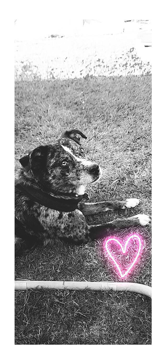 Tacha a rejoint le concours — aidez-le/la à gagner de superbes lots ! art, asphalt, black, black_and_white, carnivore, dog, dog_breed, font, grass, happy, monochrome, monochrome_photography, petal, rectangle, road_surface, snout, sporting_group, style, white, working_animal