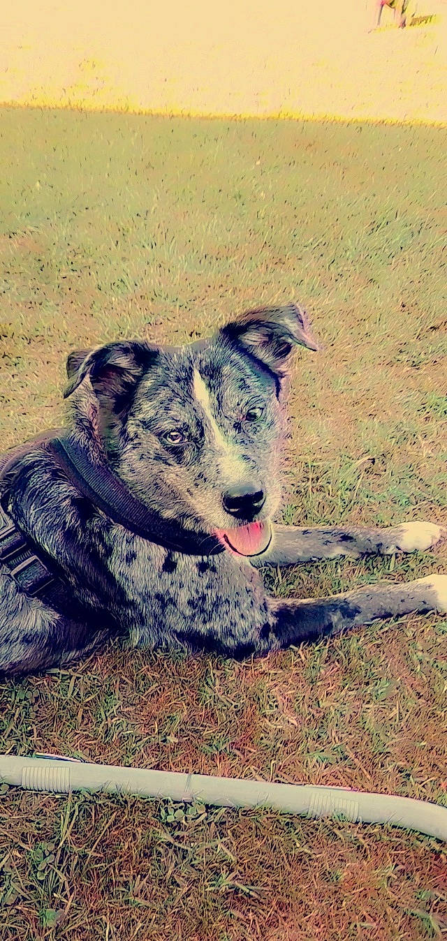 Tacha a rejoint le concours — aidez-le/la à gagner de superbes lots ! australian_cattle_dog, canidae, carnivore, companion_dog, dog, dog_breed, eye, grass, grassland, herding_dog, landscape, non_sporting_group, plant, snout, soil, sporting_group, terrestrial_animal, texas_heeler, working_animal, working_dog