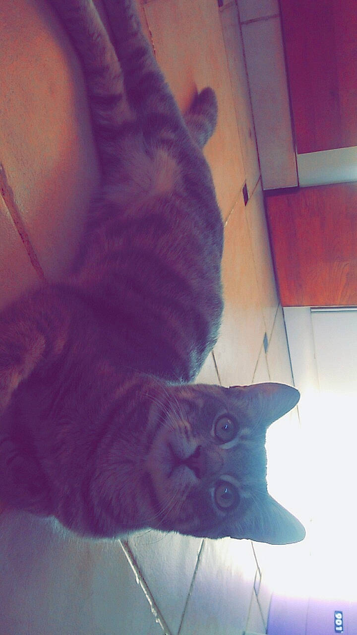 Deisy participe au concours pour gagner de l'argent avec cette photo : british_shorthair, cat, felidae, fur, hand, kitten, leg, purple, russian_blue, small_to_medium_sized_cats, tail, whiskers