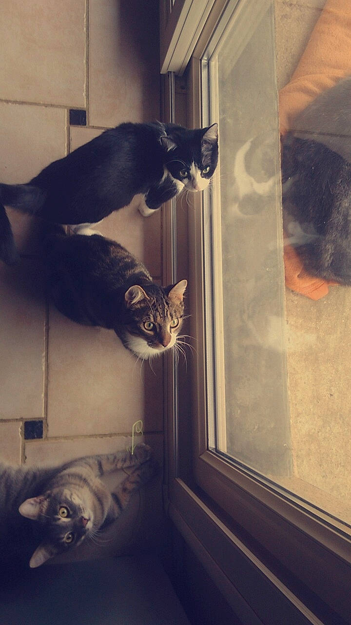 Deisy participe au concours pour gagner de l'argent avec cette photo : carnivore, cat, domestic_short_haired_cat, felidae, kitten, polydactyl_cat, small_to_medium_sized_cats, whiskers, window