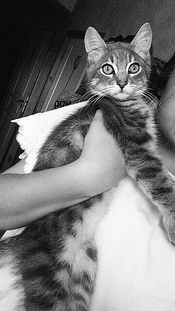 Deisy participe au concours pour gagner de l'argent avec cette photo : aegean_cat, american_wirehair, asian, black_and_white, carnivore, cat, domestic_short_haired_cat, dragon_li, ear, european_shorthair, eye, felidae, fur, kitten, mammal, norwegian_forest_cat, photography, small_to_medium_sized_cats, tabby_cat, whiskers