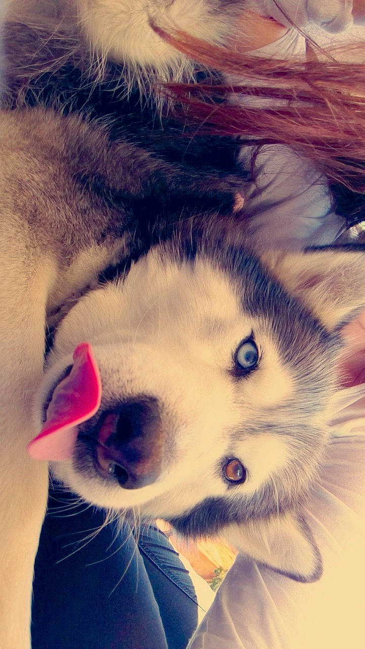 Sonia participe au concours pour gagner de l'argent avec cette photo : alaskan_klee_kai, alaskan_malamute, canadian_eskimo_dog, canidae, carnivore, dog, dog_breed, eye, fur, mammal, miniature_siberian_husky, native_american_indian_dog, nose, rare_breed_dog, sakhalin_husky, siberian_husky, sled_dog, snout, whiskers, wolfdog