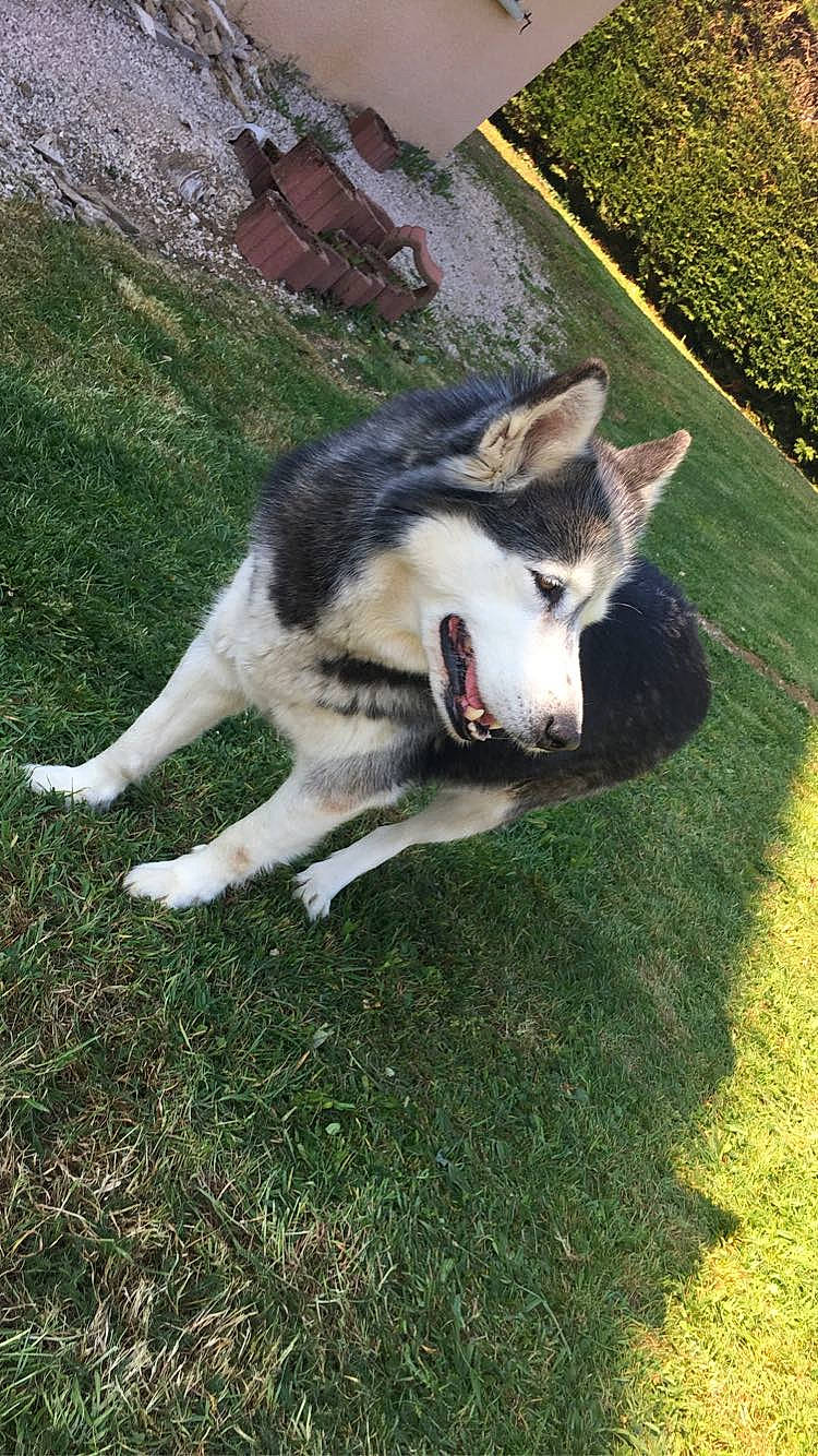 Sonia a rejoint le concours — aidez-le/la à gagner de superbes lots ! alaskan_klee_kai, alaskan_malamute, canadian_eskimo_dog, canidae, carnivore, czechoslovakian_wolfdog, dog, dog_breed, east_siberian_laika, grass, mammal, native_american_indian_dog, northern_inuit_dog, saarloos_wolfdog, seppala_siberian_sleddog, siberian_husky, sled_dog, tamaskan_dog, vertebrate, wolfdog