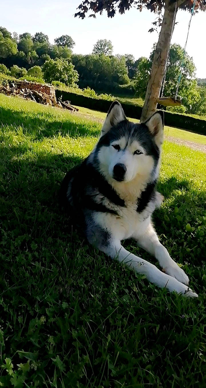 Sonia a rejoint le concours — aidez-le/la à gagner de superbes lots ! alaskan_klee_kai, alaskan_malamute, canadian_eskimo_dog, canidae, carnivore, dog, dog_breed, grass, mammal, native_american_indian_dog, northern_inuit_dog, saarloos_wolfdog, sakhalin_husky, seppala_siberian_sleddog, siberian_husky, sled_dog, snout, tamaskan_dog, vertebrate, wolfdog