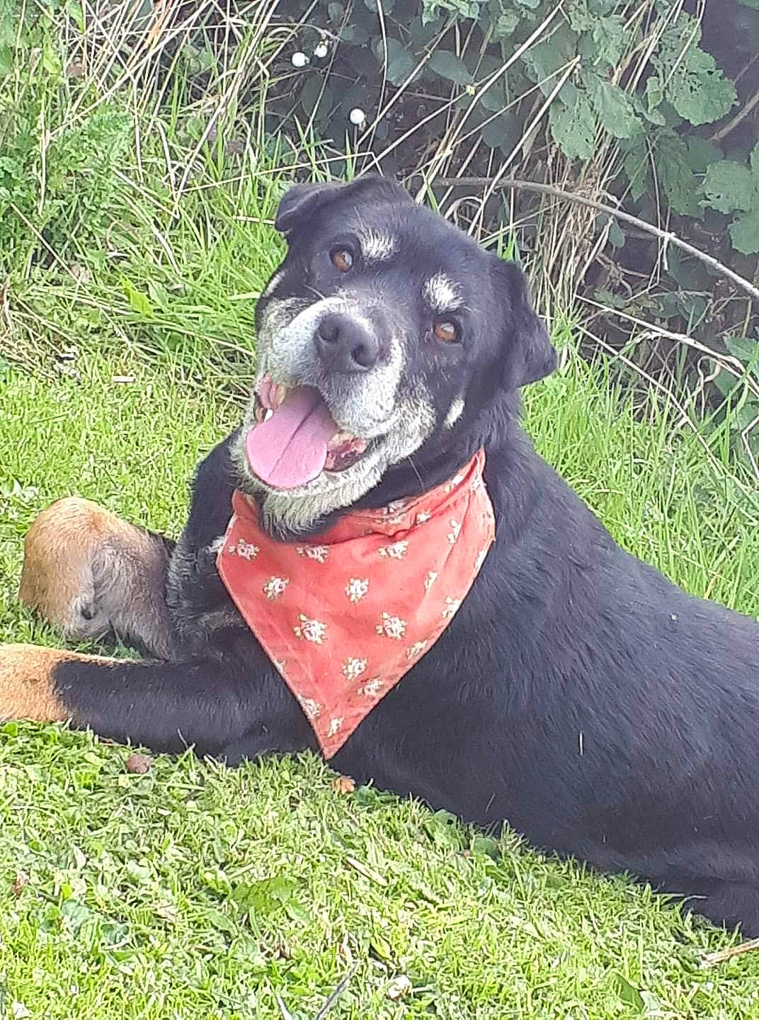 Charlie joined the competition — help win amazing prizes! canidae, carnivore, collar, companion_dog, dog, dog_breed, dog_collar, hunting_dog, mammal, rottweiler, snout, sporting_group, vertebrate