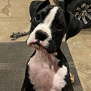 Tucker joined the competition — help win amazing prizes! puppy, dog, black_and_white, pet, indoor, mat, toy, rope_toy, floor, garage, tire, curious, young, animal, mammal, cute, looking_up, ears, face, whiskers