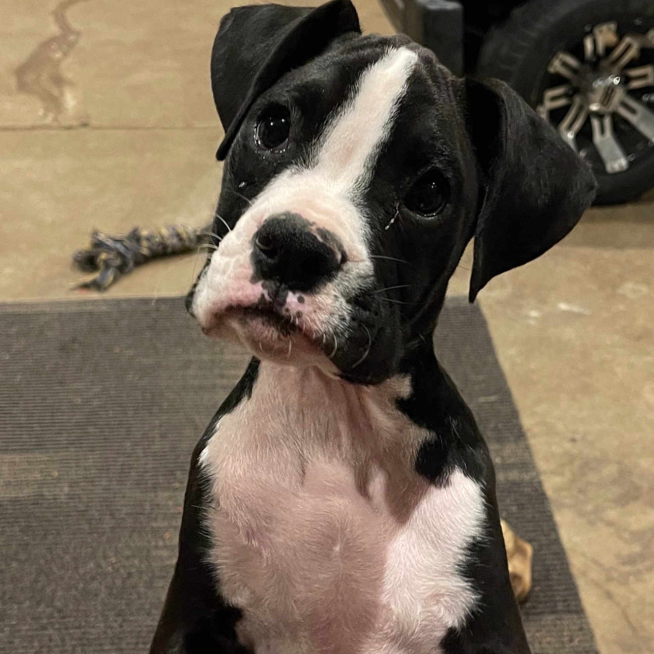Tucker joined the competition — help win amazing prizes! animal, black_and_white, curious, cute, dog, ears, face, floor, garage, indoor, looking_up, mammal, mat, pet, puppy, rope_toy, tire, toy, whiskers, young