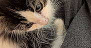 Khaleesi is registered to the contest to win money with this photo: animal, black_fur, calico, cat, close_up, couch, cute, face, fluffy, fur, gray_fur, green_eyes, indoor, kitten, long_hair, pet, portrait, resting, whiskers, white_fur