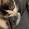 animal, black_fur, calico, cat, close_up, couch, cute, face, fluffy, fur, gray_fur, green_eyes, indoor, kitten, long_hair, pet, portrait, resting, whiskers, white_fur