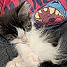 Khaleesi is registered to the contest to win money with this photo: animal, black_and_white, cartoon, cat, close_up, cozy, cute, fluffy, furry, kitten, lap, long_hair, nap, paws, pet, pink_nose, relaxed, shirt, sleeping, whiskers