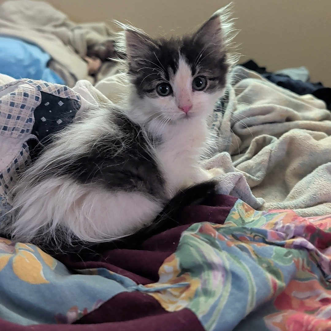 Khaleesi