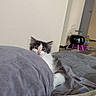Khaleesi is registered to the contest to win money with this photo: animal, bed, bedding, bedroom, black_and_white, blanket, blue_eyes, candid, cat, fluffy, home, indoors, kitten, long_hair, peeking, pet, pillow, pink_nose, portrait, sitting