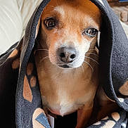 Hope is registered to the contest to win money with this photo: animal, black, blanket, brown, comfort, cozy, cute, dog, domestic, expression, face, fur, indoor, paw_print, pet, portrait, relaxed, snug, sofa, whiskers