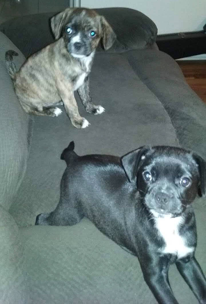 Star joined the competition — help win amazing prizes! beagador, boxer, canidae, carnivore, dog, dog_breed, fawn, mammal, puppy, rare_breed_dog, snout, sporting_group, tail, vertebrate