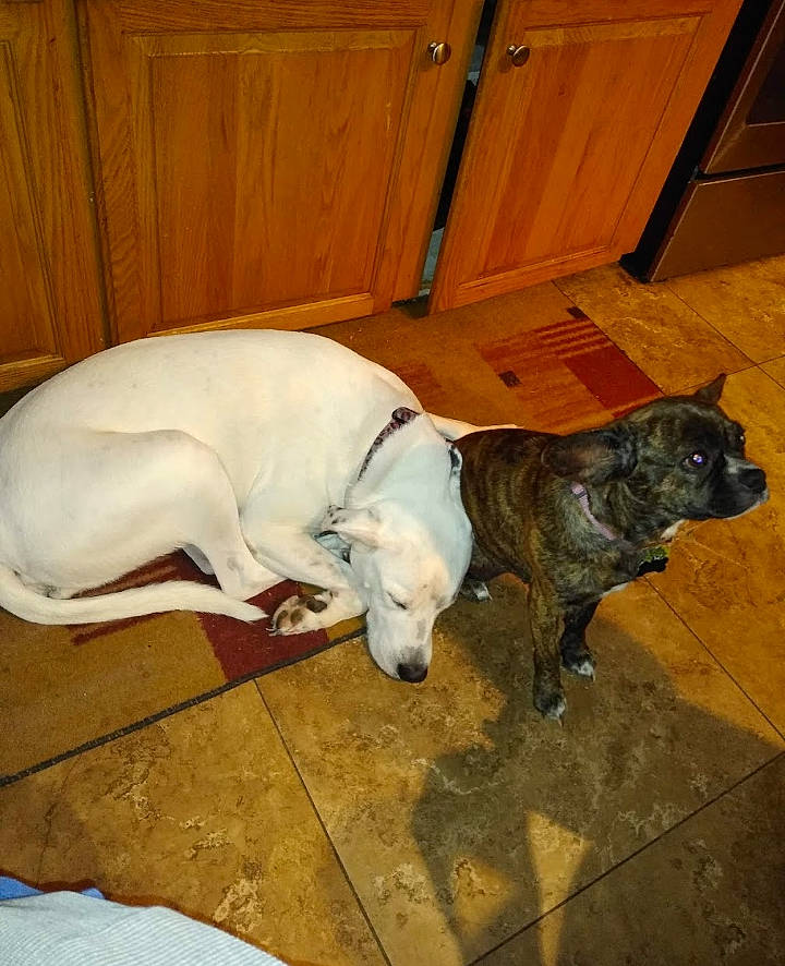 Star joined the competition — help win amazing prizes! american_bulldog, american_pit_bull_terrier, canidae, carnivore, dog, dog_breed, dogo_argentino, fawn, floor, mammal, non_sporting_group, pit_bull, snout, sporting_group, tail, vertebrate