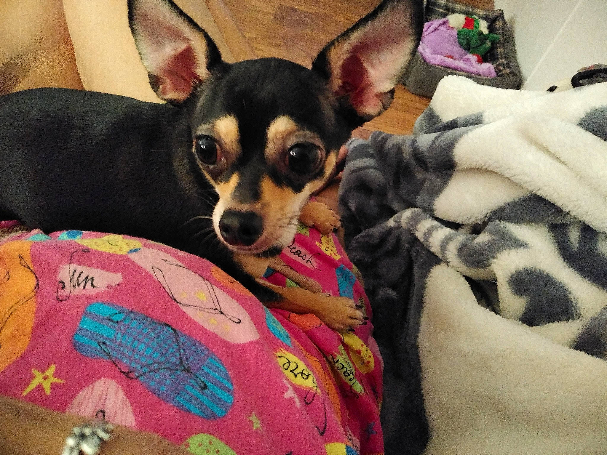 Abby is registered to the contest to win money with this photo: canidae, carnivore, chihuahua, companion_dog, corgi_chihuahua, dog, dog_breed, english_toy_terrier, mammal, miniature_fox_terrier, miniature_pinscher, pinscher, prazsky_krysarik, rat_terrier, russkiy_toy, snout, teddy_roosevelt_terrier, toy_dog, toy_fox_terrier, vertebrate