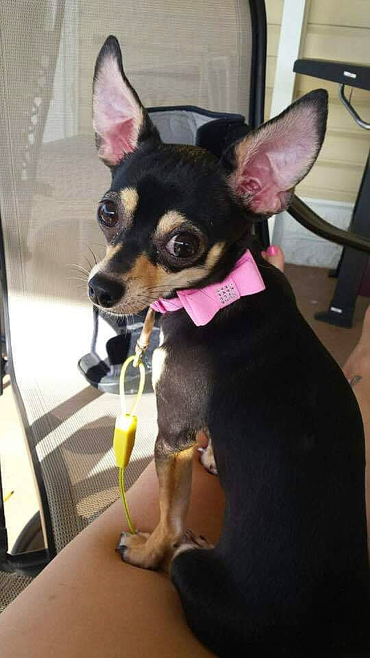 Abby joined the competition — help win amazing prizes! australian_kelpie, canidae, carnivore, companion_dog, dog, dog_breed, ear, english_toy_terrier, german_pinscher, mammal, manchester_terrier, miniature_pinscher, pinscher, prazsky_krysarik, russkiy_toy, snout, toy_dog, toy_fox_terrier, toy_manchester_terrier, vertebrate