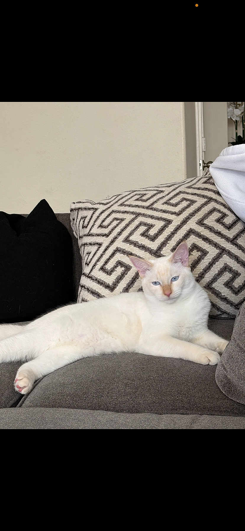 Butter joined the competition — help win amazing prizes! cat, white_cat, blue_eyes, feline, sofa, cushion, patterned_pillow, throw_pillow, living_room, relaxed, lounging, pet, indoor, paw, whiskers, upholstery, cozy, domestic_animal, portrait, furniture