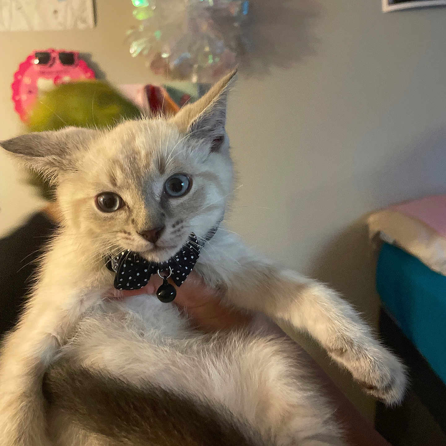 Xenomorph is registered to the contest to win money with this photo: bedroom, bell, blue_eyes, bow_tie, cat, closeup, collar, cozy, cute, domestic_animal, fur, hand_holding, indoor, kitten, pet, playful, portrait, sitting, soft_lighting, whiskers