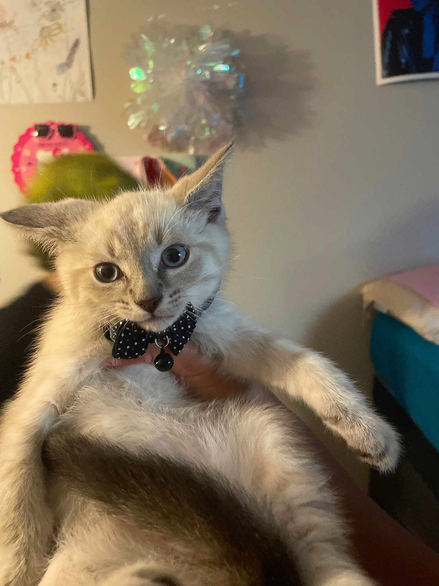 Xenomorph is registered to the contest to win money with this photo: cat, kitten, bow_tie, bell, pet, indoor, hand_holding, portrait, fur, blue_eyes, whiskers, collar, cozy, closeup, cute, sitting, domestic_animal, bedroom, soft_lighting, playful