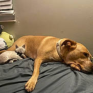 Xenomorph joined the competition — help win amazing prizes! dog, cat, kitten, bed, blanket, pillow, stuffed_toy, sleeping, cuddling, collar, indoor, wall, window_blinds, cozy, pet, fur, paw, snuggling, resting, plushie