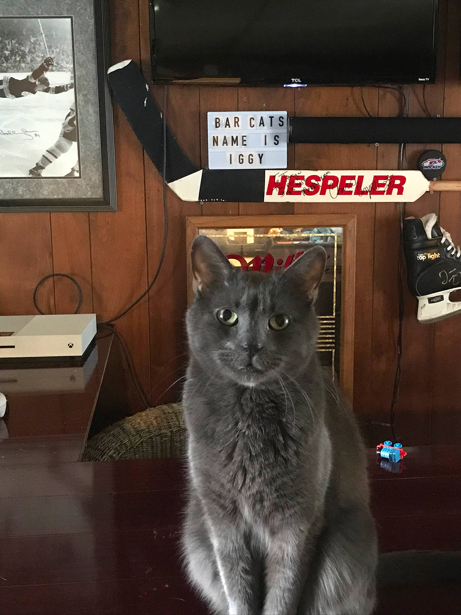 Iggy is registered to the contest to win money with this photo: black_cat, box, carnivore, cat, chartreux, domestic_short_haired_cat, felidae, flooring, fur, grey, hardwood, picture_frame, puzzle, russian_blue, small_to_medium_sized_cats, snout, table, tail, whiskers, wood