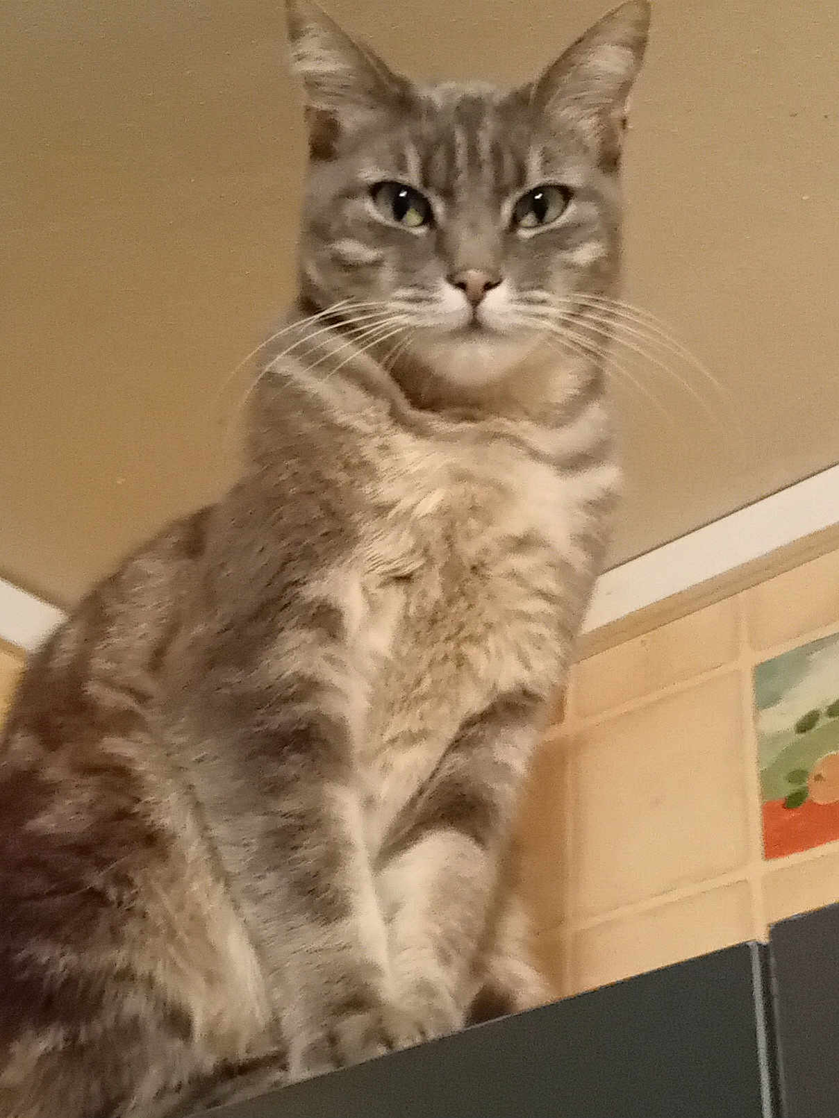 Gizmo