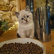 Ulysse a rejoint le concours — aidez-le/la à gagner de superbes lots ! kitten, cat, animal, pet, food_bowl, kibble, table, wood, metal_container, indoor, curious, cute, feline, young, domestic_animal, cozy, rustic, plant, flower, closeup