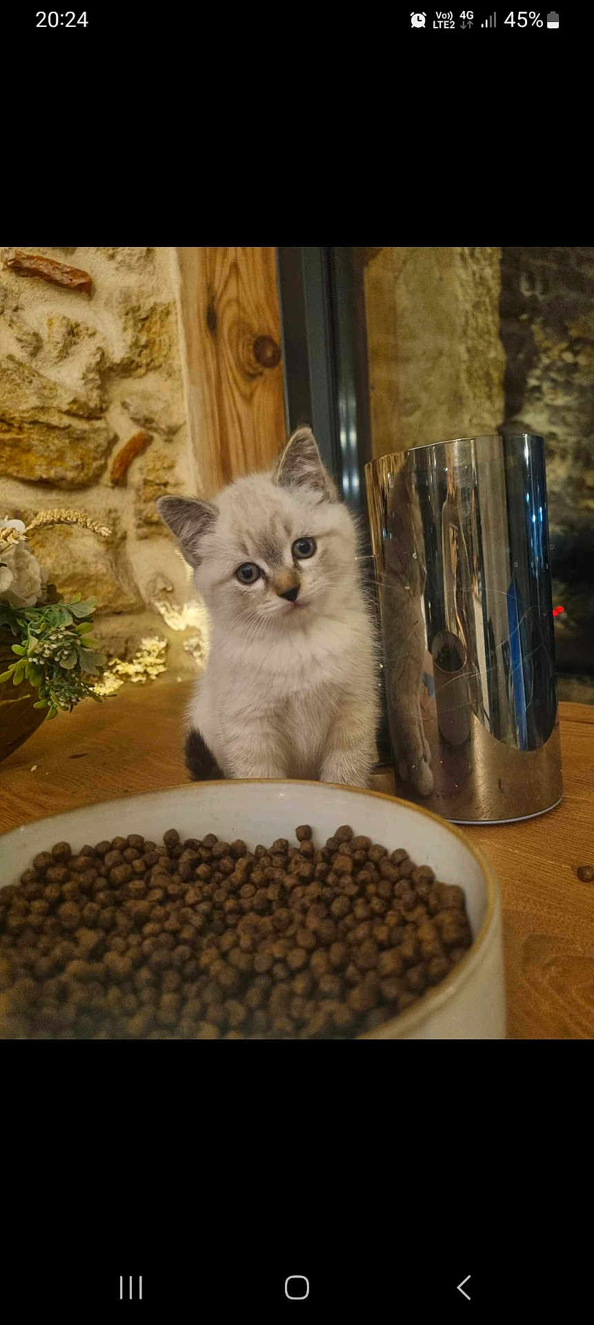 Ulysse a rejoint le concours — aidez-le/la à gagner de superbes lots ! kitten, cat, animal, pet, food_bowl, kibble, table, wood, metal_container, indoor, curious, cute, feline, young, domestic_animal, cozy, rustic, plant, flower, closeup
