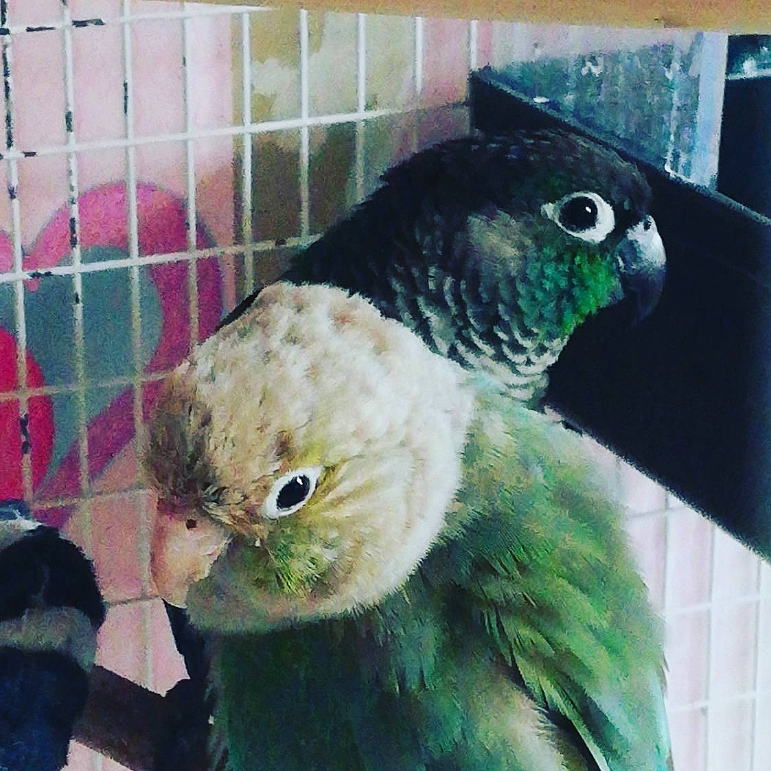 Kiwi Et Diabolo