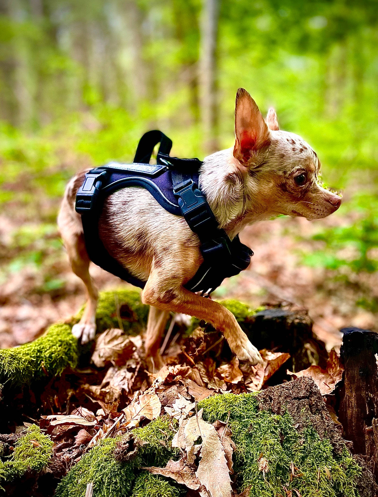 Tao a rejoint le concours — aidez-le/la à gagner de superbes lots ! adventure, canidae, carnivore, companion_dog, dog, dog_breed, dog_supply, fawn, forest, grass, liver, plant, recreation, snout, sporting_group, terrestrial_animal, terrestrial_plant, tree, walking, working_animal