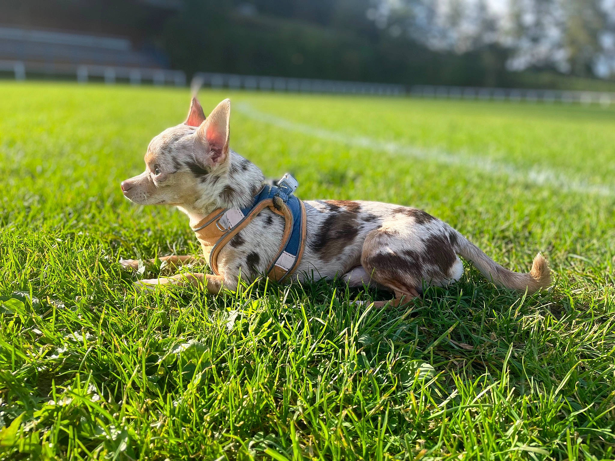 Tao participe au concours pour gagner de l'argent avec cette photo : canidae, carnivore, companion_dog, dog, dog_breed, field, grass, grassland, lawn, meadow, pasture, people_in_nature, plant, puppy, running, snout, sporting_group, tail, terrier, toy_dog
