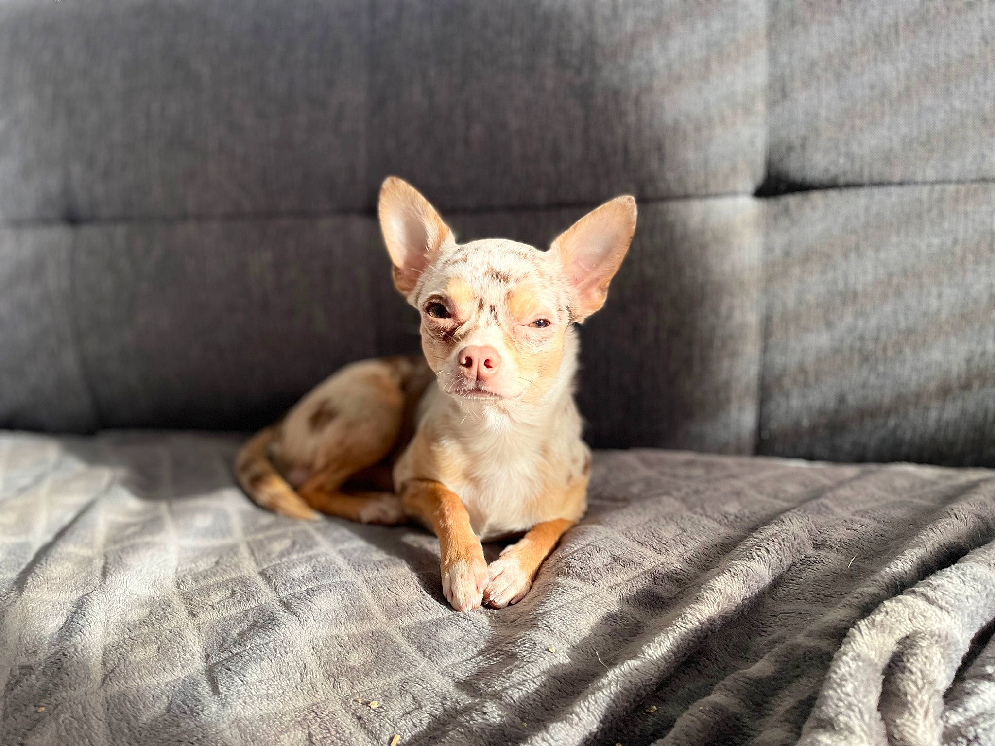 Tao a rejoint le concours — aidez-le/la à gagner de superbes lots ! canidae, carnivore, comfort, companion_dog, couch, dog, dog_breed, ear, fawn, felidae, fur, paw, snout, sporting_group, tail, terrestrial_animal, toy_dog, whiskers, wood, working_animal