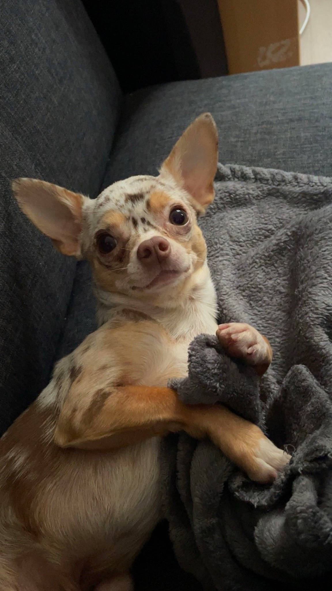 Tao participe au concours pour gagner de l'argent avec cette photo : canidae, carnivore, chihuahua, comfort, companion_dog, corgi_chihuahua, dog, dog_breed, ear, fawn, fur, non_sporting_group, puppy, russkiy_toy, snout, sporting_group, terrestrial_animal, toy_dog, whiskers, working_animal