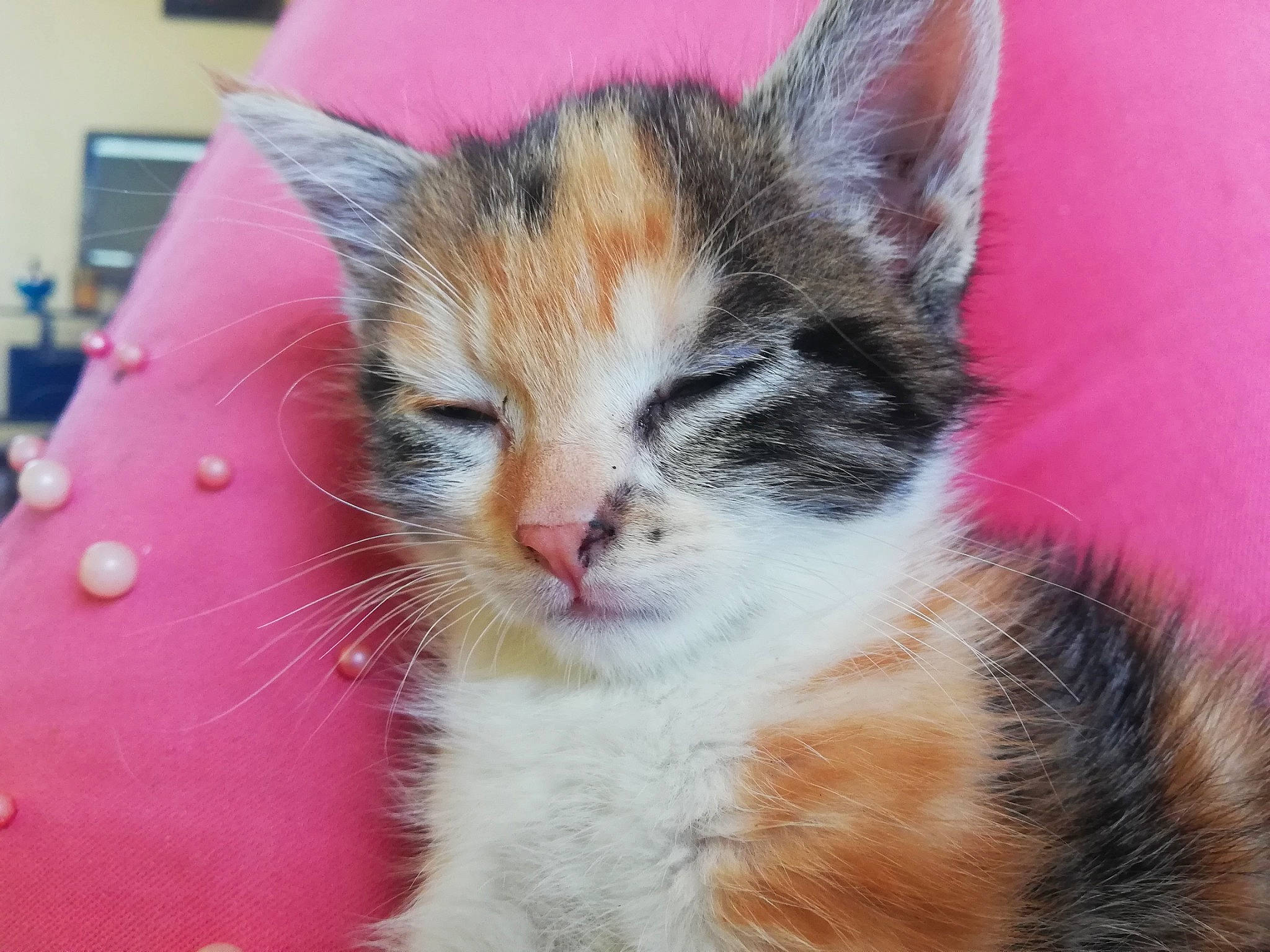 popiette a rejoint le concours — aidez-le/la à gagner de superbes lots ! aegean_cat, american_wirehair, asian, carnivore, cat, domestic_short_haired_cat, european_shorthair, fawn, felidae, fur, kitten, mammal, munchkin, polydactyl_cat, small_to_medium_sized_cats, snout, tabby_cat, tail, whiskers