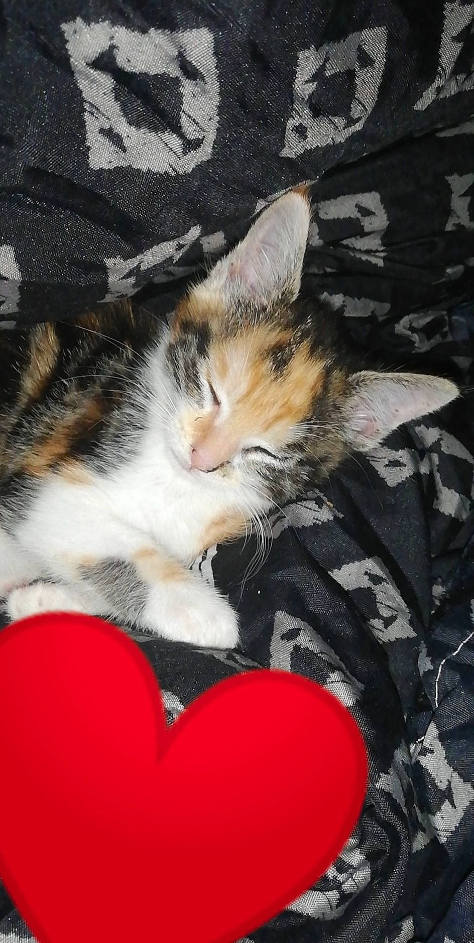 popiette a rejoint le concours — aidez-le/la à gagner de superbes lots ! aegean_cat, asian, carnivore, cat, domestic_short_haired_cat, european_shorthair, felidae, fur, kitten, paw, small_to_medium_sized_cats, tabby_cat, whiskers