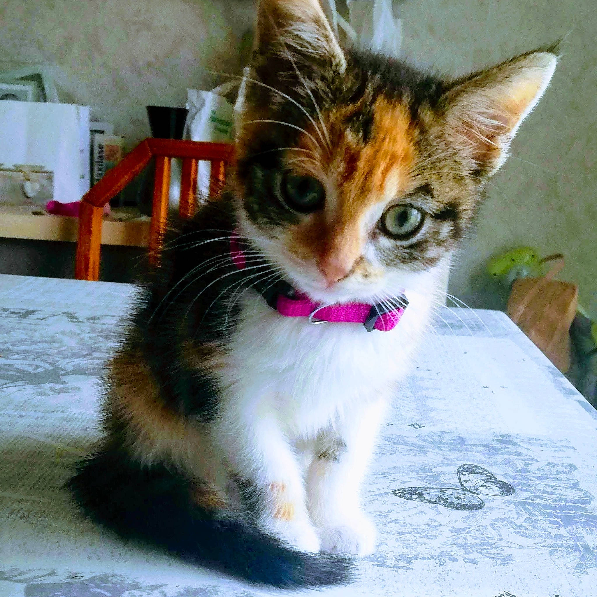 popiette a rejoint le concours — aidez-le/la à gagner de superbes lots ! aegean_cat, american_wirehair, arabian_mau, asian, carnivore, cat, domestic_short_haired_cat, european_shorthair, eye, felidae, fur, german_rex, kitten, mammal, ojos_azules, polydactyl_cat, small_to_medium_sized_cats, snout, tabby_cat, whiskers