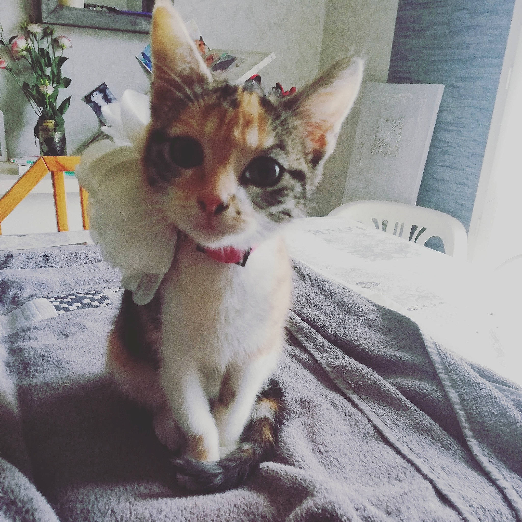 popiette participe au concours pour gagner de l'argent avec cette photo : aegean_cat, american_wirehair, arabian_mau, asian, carnivore, cat, devon_rex, ear, european_shorthair, eye, fawn, felidae, fur, german_rex, kitten, mammal, singapura, small_to_medium_sized_cats, tabby_cat, whiskers