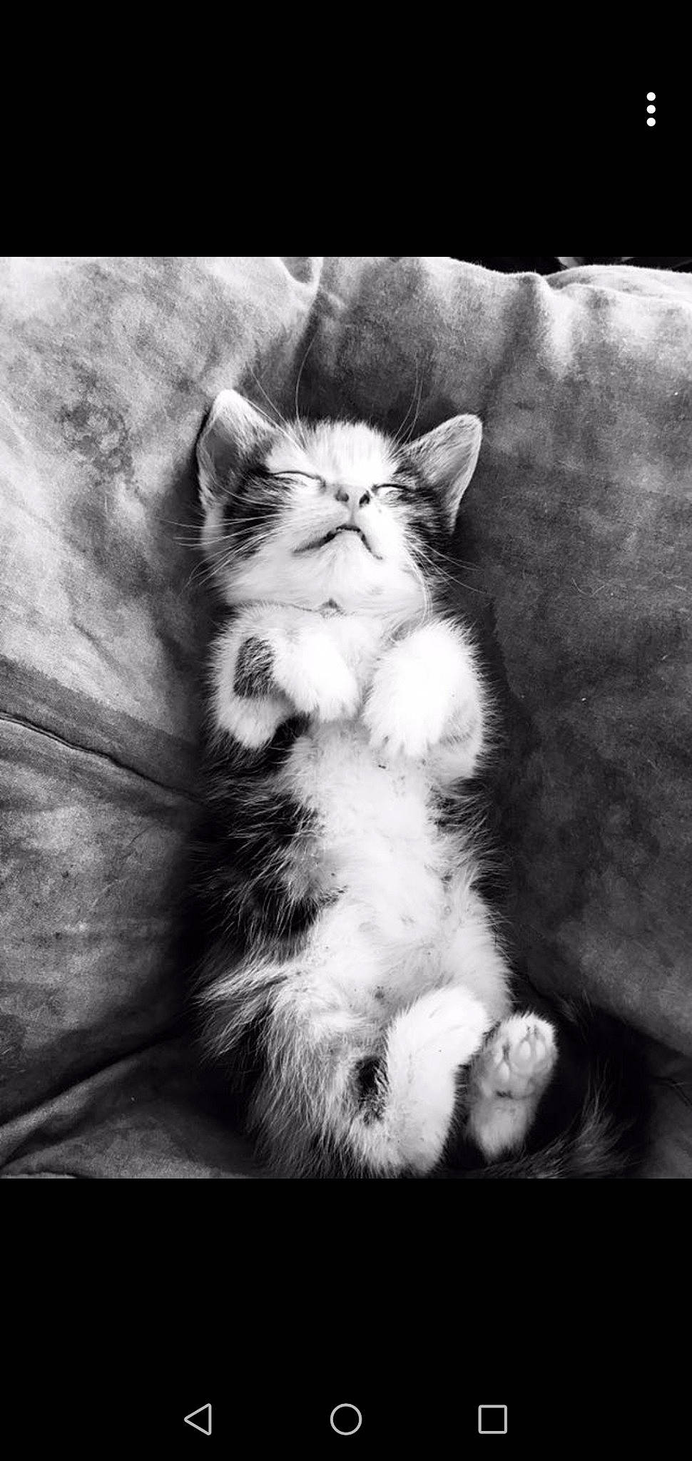 popiette participe au concours pour gagner de l'argent avec cette photo : asian, black_and_white, carnivore, cat, felidae, fur, kitten, monochrome, monochrome_photography, norwegian_forest_cat, paw, photography, polydactyl_cat, siberian, small_to_medium_sized_cats, snout, stock_photography, style, tail, whiskers