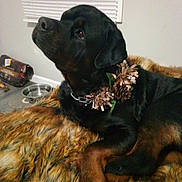 Hogan Von Bear is registered to the contest to win money with this photo: animal, black_dog, blinds, brown_paws, canine, chain_collar, collar, decorations, dog, dog_bowl, dog_food_bag, floor, fur_blanket, indoor, looking_up, pet, pinecone, resting, rottweiler, window