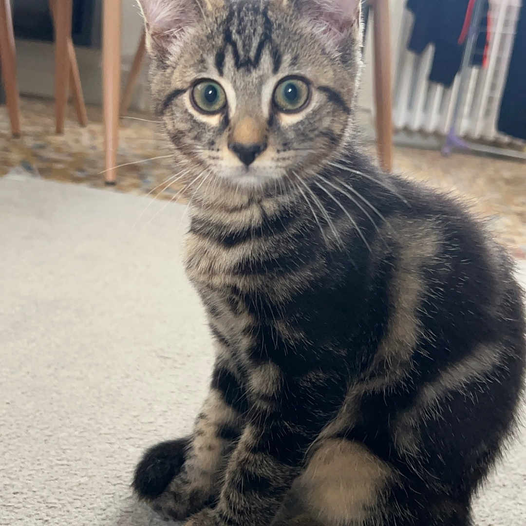Tigrou participe au concours pour gagner de l'argent avec cette photo : abyssinian, animal, architecture, building, cat, chair, diningroom, diningtable, face, furniture, hardwood, head, indoors, kitten, manx, pet, plywood, room, table, wood