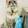 Chipie participe au concours pour gagner de l'argent avec cette photo : cat, blue_eyes, fluffy_fur, pet, indoor, toy, feather_toy, curious, sitting, whiskers, collar, yellow_tag, feline, close_up, gray_surface, domestic_animal, playful, looking_up, soft_light, neutral_background