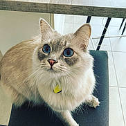 Chipie participe au concours pour gagner de l'argent avec cette photo : cat, fluffy, blue_eyes, sitting, chair, table, indoor, curious, pet, feline, whiskers, fur, domestic_animal, looking_up, clean, tile_floor, collar, yellow_tag, close_up, minimalistic