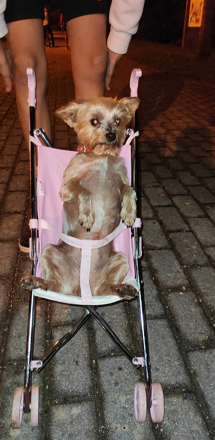 Hermine a rejoint le concours — aidez-le/la à gagner de superbes lots ! canidae, carnivore, chihuahua, collar, companion_dog, dog, dog_breed, dog_clothes, dog_collar, dog_supply, fashion_accessory, fawn, fur, leash, pet_supply, small_terrier, sporting_group, terrier, toy_dog, working_animal