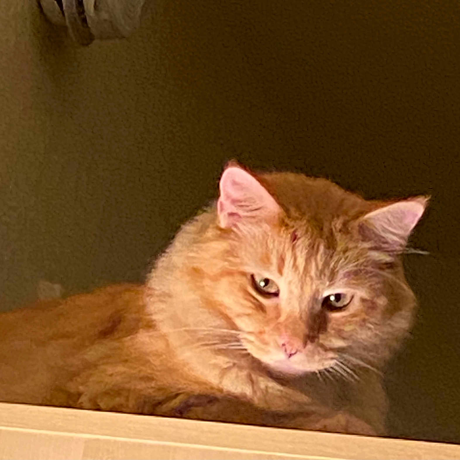 Tiger is registered to the contest to win money with this photo: animal, calm, cat, closeup, cute, domestic_cat, ears, feline, fluffy, fur, indoor, looking, mammal, orange_cat, pet, portrait, resting, soft_lighting, whiskers, wooden_surface