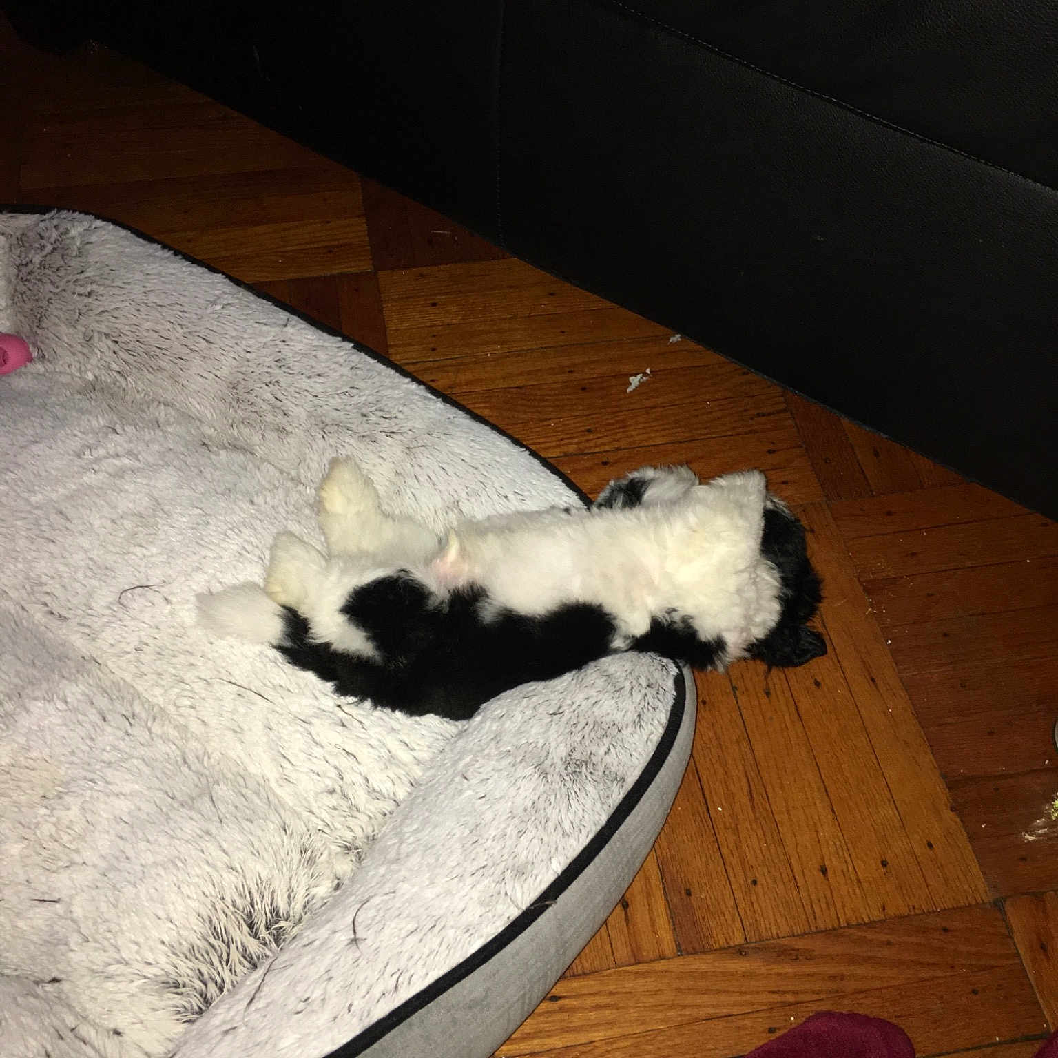 Bear is registered to the contest to win money with this photo: canidae, carnivore, cat, maltese, paw, tail